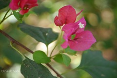 Bougainvillea glabra